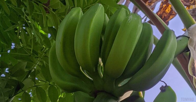unripe plantain