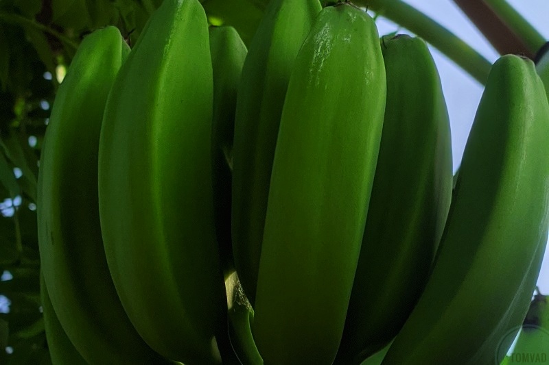 Unripe plantain