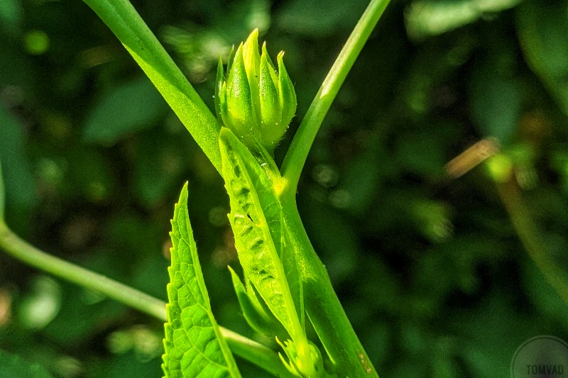 green roselle (zobo) plant