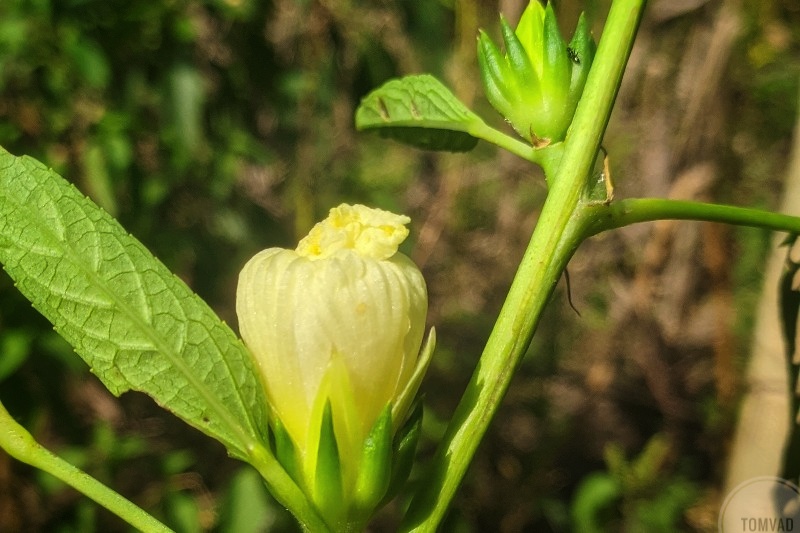 zobo flower