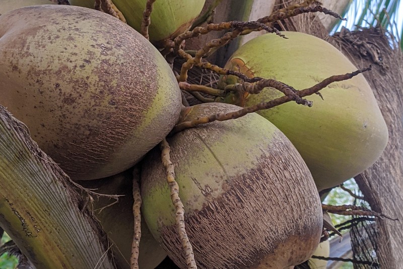 Coconut fruits 