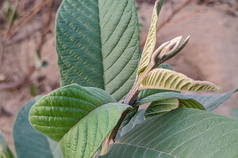 Fresh guava leaf, as one of the tips on how to heal gum disease