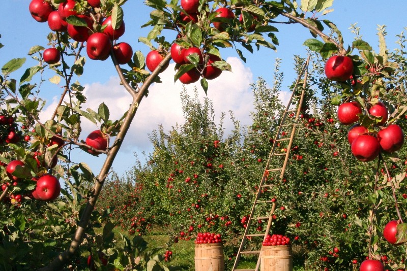 Fresh fruits